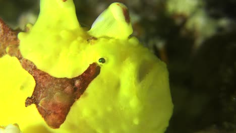 close-up-of-a-yellow-and-red-warty-frogfish-opening-it