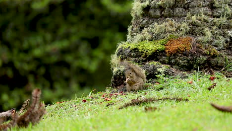 Squirrel-eating-Araucaria-pine-nut-on-green-lawn-in-the-middle-of-the-forest