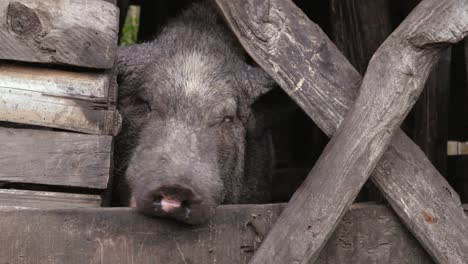 Close-up--of-a-pig-in-his-stable