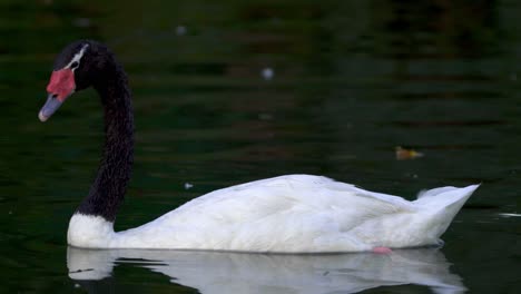 An-adult-black-necked-swan-swimming-across-a-pond-while-curiously-looking-around-searching-for-food
