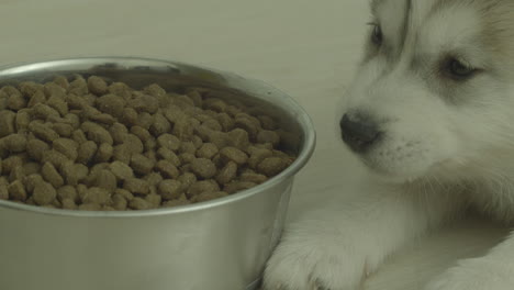 Husky-lies-and-eats-dog-food-from-a-metal-bowl-on-the-floor