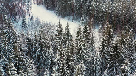 Tranquil-snow-covered-forest-on-sunny-winter-morning,-drone-shot