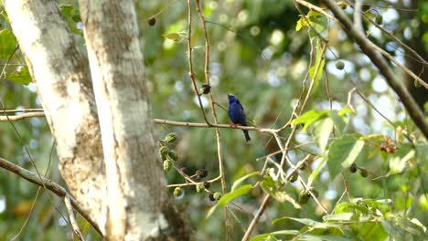 Red-legged-honeycreeper-bird-standing-on-a-tree-branch-and-flying-off-in-tropical-forest