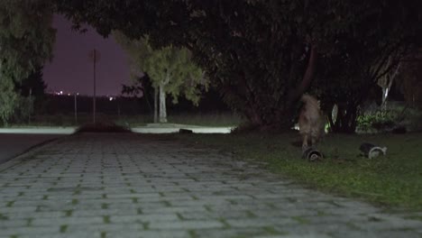 Low-view,-night-shot-,-of-medium-sized-breed-Kokoni-dog,-walking-on-pavement-and-grass
