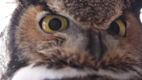 Owl-turning-his-head-slow-motion