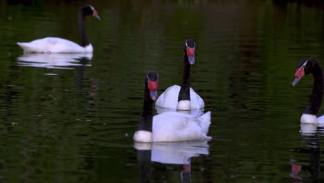 Una-Bandada-De-Cisnes-De-Cuello-Negro-Nadando-Juntos-Pacíficamente-En-Un-Estanque-En-Su-Hábitat-Natural