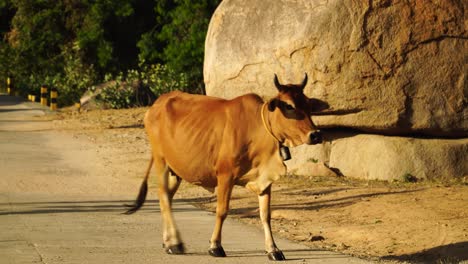 Brown-cow-walks-across-street-in-Vietnam