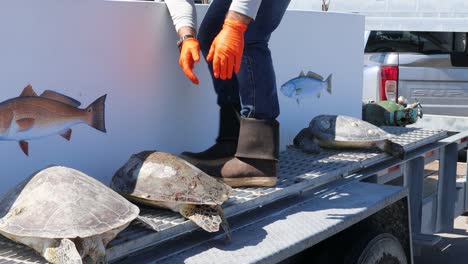 Man-placing-rescued-Kemp's-Ridley-Sea-Turtles-into-portable-tank-after-being-cold-stunned-by-winter-storm-in-the-waters-around-Corpus-Christi-TX
