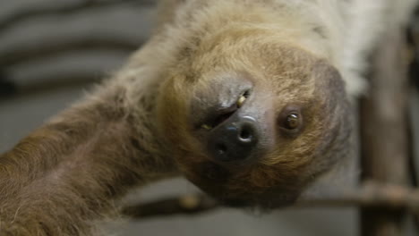 A-sloth-hangs-upside-down-eating-in-slow-motion