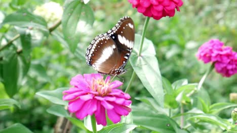 Butterflies-perch-and-fly-after-feeding-from-the-beautiful-pink-flower