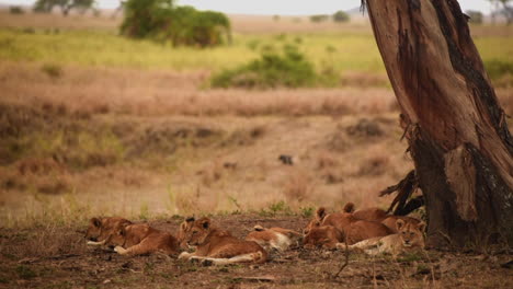 A-pride-of-lions-resting-in-the-shade-of-a-tree,-Serengeti,-Tanzania,-wide-shot