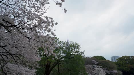 NTT-Docomo-Yoyogi-Building-from-Shunjuku-Gyoen-National-Garden-in-Japan-Cherry-Blossom-Season-4K