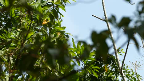 Geoffroy's-Tamarin-Monkey-climbing-and-jumping-through-jungle-trees,-Panama