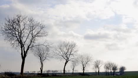 Row-Of-Bare-Trees-Along-Country-Road-In-Romania-On-A-Sunny-Day---static-shot