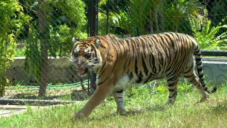 Sumatran-tiger-walks-in-enclosure-of-Gembira-Loka-Zoo,-Yogyakarta,-Indonesia