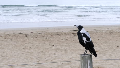 SLOW-MOTION-Australian-Magpie-Singing-At-The-Beach-On-A-Fence-Post