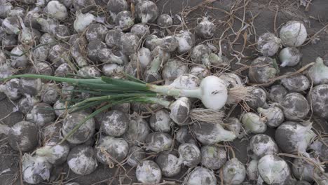 Closeup-of-fresh-harvested-organic-onions-lying-on-the-ground-in-a-farm
