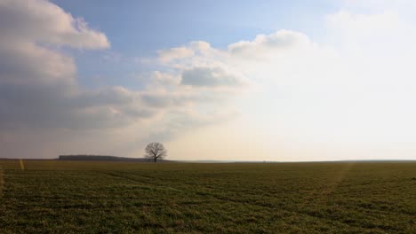Einsamer-Blattloser-Baum-Im-Grünen-Feld-Mit-Wolken,-Die-Am-Strahlend-Blauen-Himmel-Darüber-Schweben
