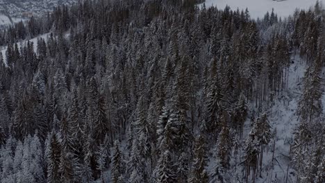 Snow-Covered-Coniferous-Forest-In-Gubałówka-Mountain-In-Poland-During-Winter---aerial-drone-shot