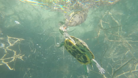 Sea-turtle-eating