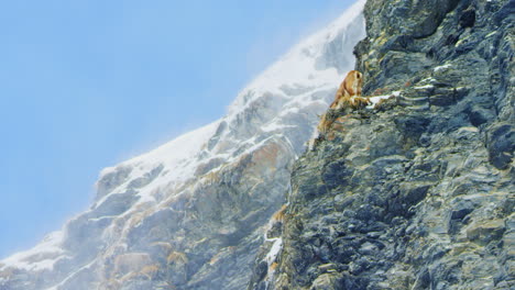An-ibex-is-eating-grass-by-the-edge-of-a-cliff-while-snow-is-flying-behind-him