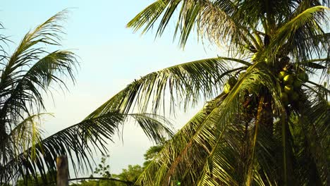 Frische-Grüne-Kokosnüsse-Auf-Palmen-An-Warmen,-Sonnigen-Tagen