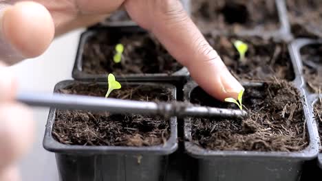 small-plant-seedlings-growing-in-plastic-pot-in-greenhouse