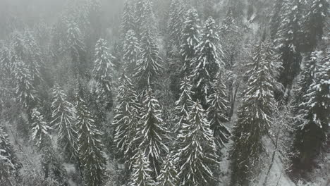 Jib-down-of-snow-covered-pine-forest-in-winter