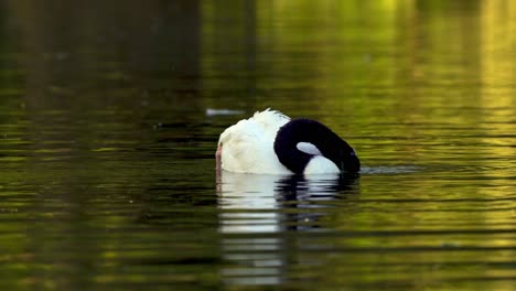 A-delicate-black-necked-swan-grooming-its-feathers-with-its-beak-while-swimming-on-a-pond