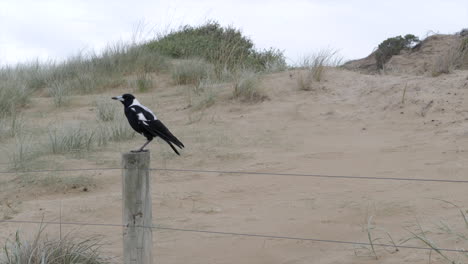 SLOW-MOTION-Black-And-White-Australian-Magpie-At-The-Beach-On-A-Fence