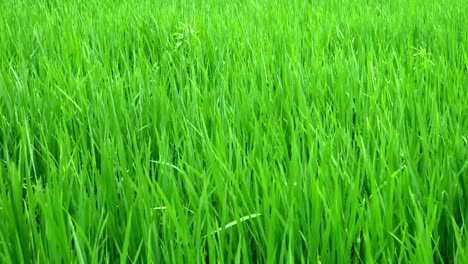Green-grass-close-up
