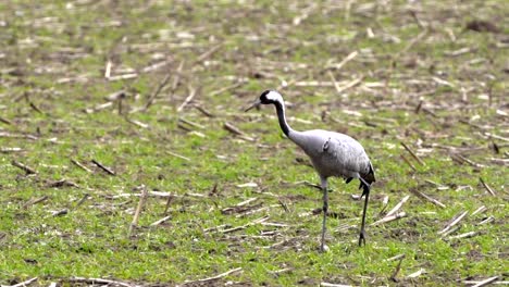 single-crane-walking-on-green-grass-in-slowmotion-in-mecklenburg-western-pomerania