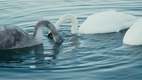 Grey-Swan-Together-With-A-Pair-Of-Mute-Swan-Eating-Under-Water-Of-River-At-Daytime-In-Netherlands
