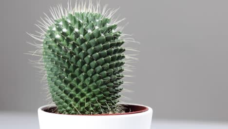 A-large-fat-cactus-in-a-white-plant-pot,-on-a-white-background