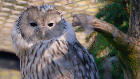 Close-up-of-Ural-owl-face,-black-eyes-searching-for-a-prey,-inside-a-cage---Strix-Uralensis---still-shot