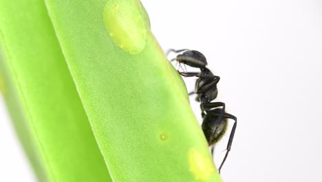 Closeup-of-a-black-ant-feeding-from-a-cochineal-on-a-leaf