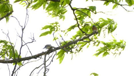 Familia-De-Pájaros-Azules-De-La-Montaña-Oriental-Sentada-En-Una-Rama-De-árbol