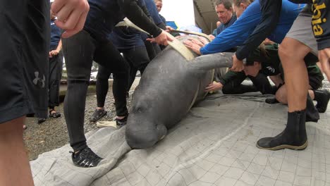 manatee-rescue-team-rolls-animal-over-to-document-injuries-and-rolls-it-back-gently