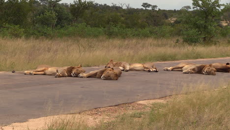 Coalition-of-adult-male-lions-sleeping-on-tar-road,-slow-zoom-out