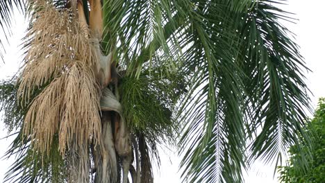Palme-Mit-Ästen,-Die-Sich-Im-Wind-Bewegen,-Während-Vögel-Sich-Von-Ihrem-Fruchtbündel-Ernähren