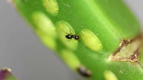 Winzige-Ameisen-Der-Gattung-Brachymyrmex-Ernähren-Sich-Von-Der-Flüssigkeit,-Die-Von-Cochineals-Auf-Einer-Sukkulentenpflanze-Abgesondert-Wird