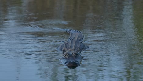 Der-Amerikanische-Alligator-Schwimmt-Im-Super-Slomo-Direkt-Auf-Dich-Zu