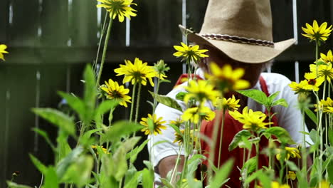 Farm-Woman-Sitting-And-Removing-Weeds-Growing-With-The-Lovely-Flowers-Of-Black-eyed-Susan-In-The-Garden-At-Centerville,-Ohio,-USA