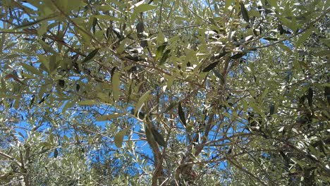 Olivenbaumzweige,-Die-Sich-Im-Wind-Bewegen