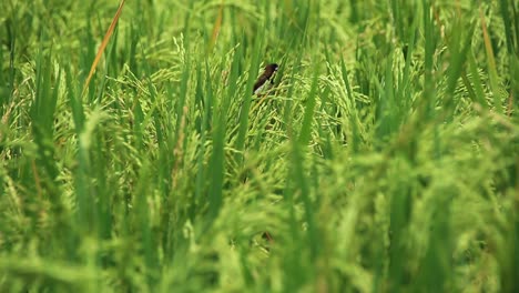 a-sparrow-among-the-verdant-rice-trees-seen-from-a-close-distance,-with-selective-focus,-little-blur-and-noise-clip