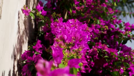 View-of-the-blooming-Bougainvillea-pink-flowers-at-Costa-Adeje,-Tenerife