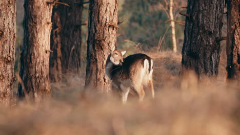 A-Lone-Fallow-Deer-Scratching-Body-Near-Trees-In-Forest-Of-Netherlands