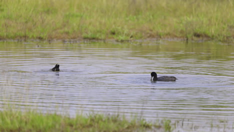 Pair-Of-Coot-Diving-And-Foraging-On-Water