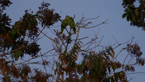Big-green-parrots-standing-on-top-of-a-tree-branch-with-other-birds-flying-past