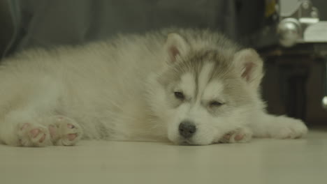 Un-Pequeño-Perro-Husky-Bebé-Se-Queda-Dormido-Lentamente-En-El-Suelo